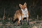 Rotfuchs
