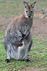 Rotnackenwallaby