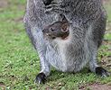 Rotnackenwallaby