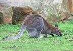 Rotnackenwallaby