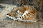 Sandkatze