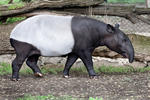 Schabrackentapir