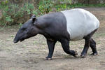 Schabrackentapir