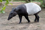 Schabrackentapir