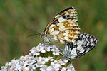 Schachbrett (Schmetterling)