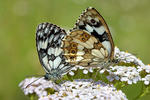 Schachbrett (Schmetterling)