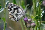 Schachbrett (Schmetterling)