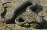 Schlangen (Serpentes)