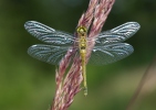 Schwarze Heidelibelle