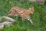 Serval