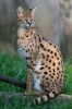 Serval