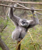 Silbergibbon