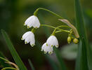 Sommer Knotenblume