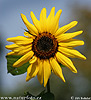 Sonnenblume