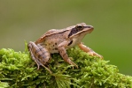 Springfrosch