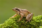 Springfrosch