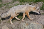 Steppenfuchs