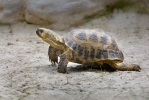 Steppenschildkröte