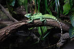 Stirnlappenbasilisk