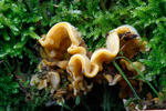 Striegeliger Schichtpilz