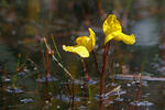 Sudlicher Wasserschlauch