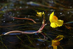 Sudlicher Wasserschlauch