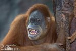 Sumatra-Orang-Utan