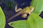 Teichfrosch