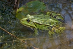 Teichfrosch