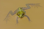 Teichfrosch