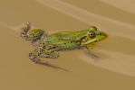 Teichfrosch