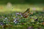 Teichfrosch