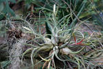 Tillandsia