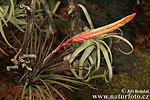 Tillandsia