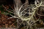 Tillandsia