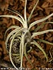 Tillandsia