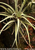 Tillandsia