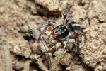 V-Springspinne