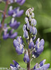 Vielblättrige Lupine