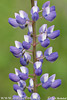 Vielblättrige Lupine