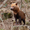 Waldhund