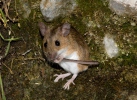 Waldmaus