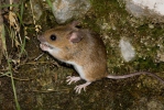 Waldmaus