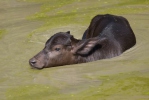 Wasserbüffel