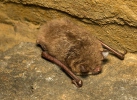 Wasserfledermaus