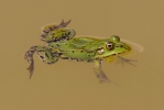 Wasserfrosch Teichfrosch