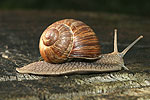 Weinbergschnecke