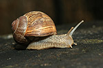 Weinbergschnecke