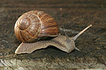 Weinbergschnecke