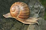 Weinbergschnecke